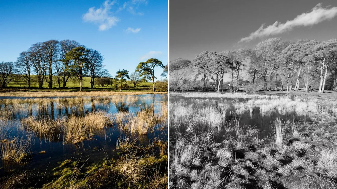 Side by side comparison of a photo of trees with and without black and white filter