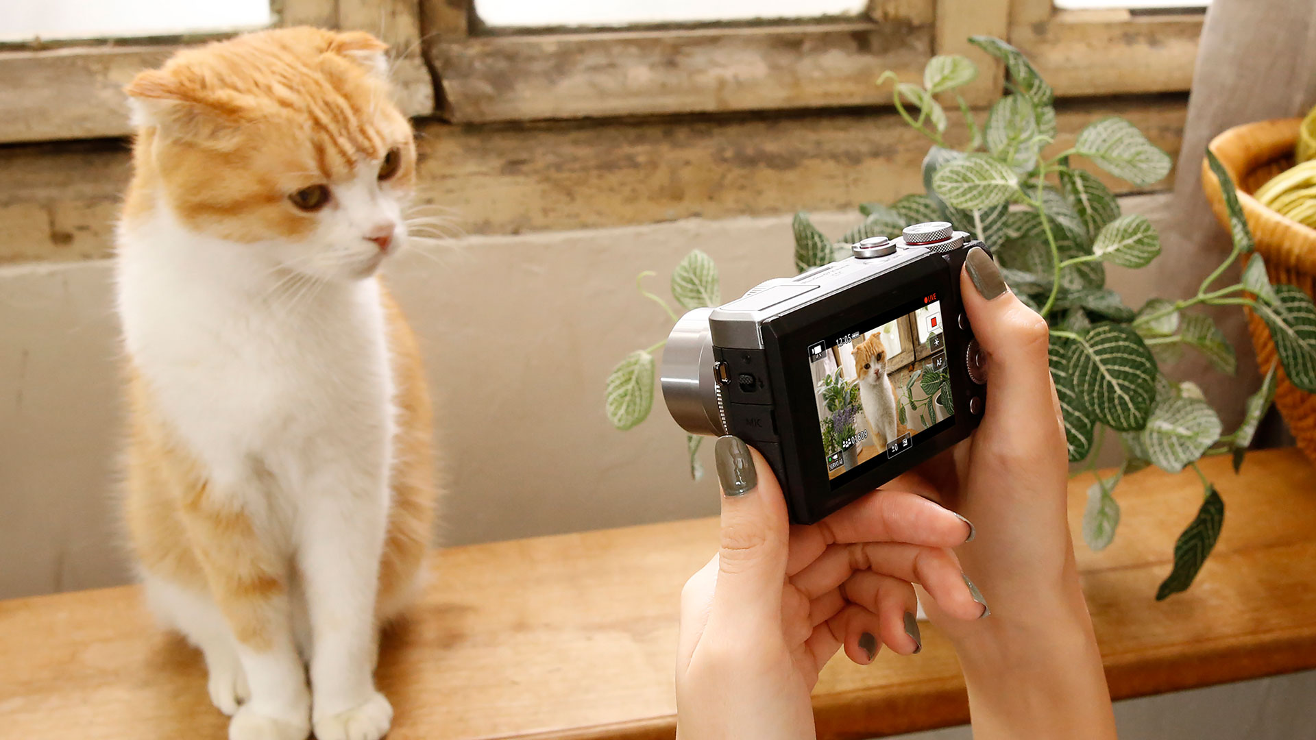 PowerShot G7 X Mark III Shooting a closeup of a cat